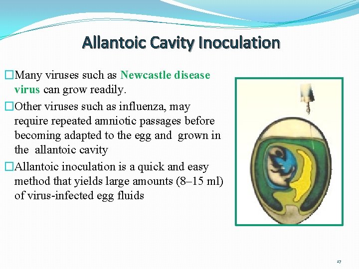 Allantoic Cavity Inoculation �Many viruses such as Newcastle disease virus can grow readily. �Other