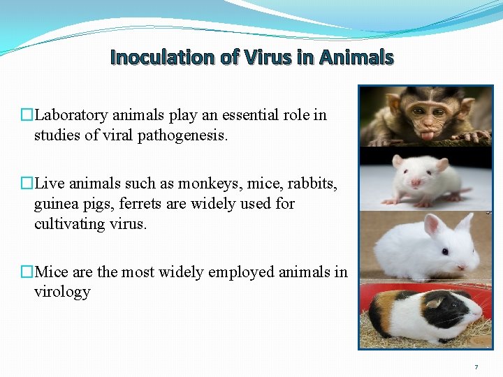 Inoculation of Virus in Animals �Laboratory animals play an essential role in studies of