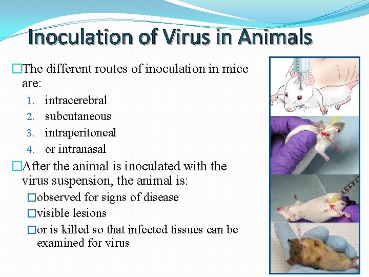 Inoculation of Virus in Animals �The different routes of inoculation in mice are: 1.