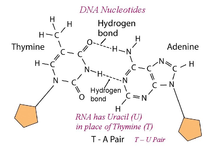 DNA Nucleotides Hydrogen bond RNA has Uracil (U) in place of Thymine (T) T