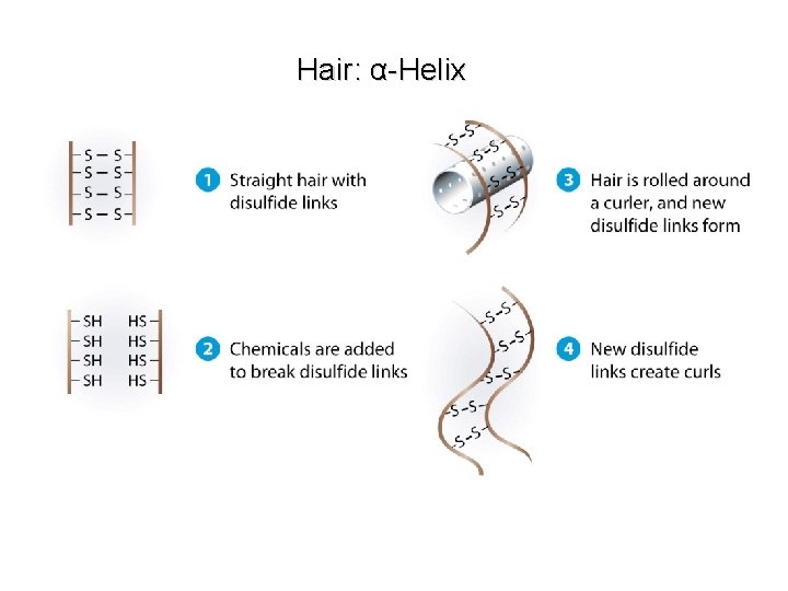 Hair: α-Helix 