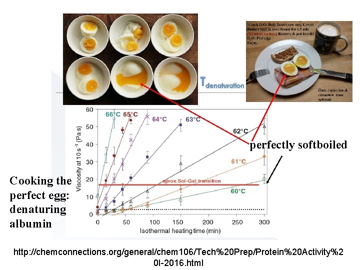 perfectly softboiled Cooking the perfect egg: denaturing albumin http: //chemconnections. org/general/chem 106/Tech%20 Prep/Protein%20 Activity%2
