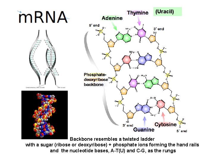(Uracil) Backbone resembles a twisted ladder with a sugar (ribose or deoxyribose) + phosphate