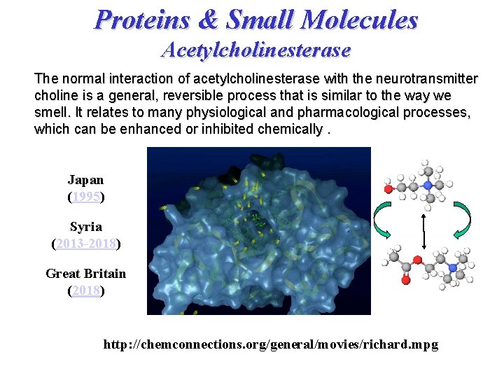 Proteins & Small Molecules Acetylcholinesterase The normal interaction of acetylcholinesterase with the neurotransmitter choline