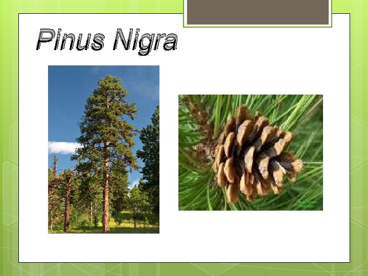 Pinus Nigra 