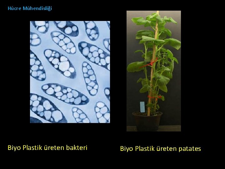 Hücre Mühendisliği Biyo Plastik üreten bakteri Biyo Plastik üreten patates 