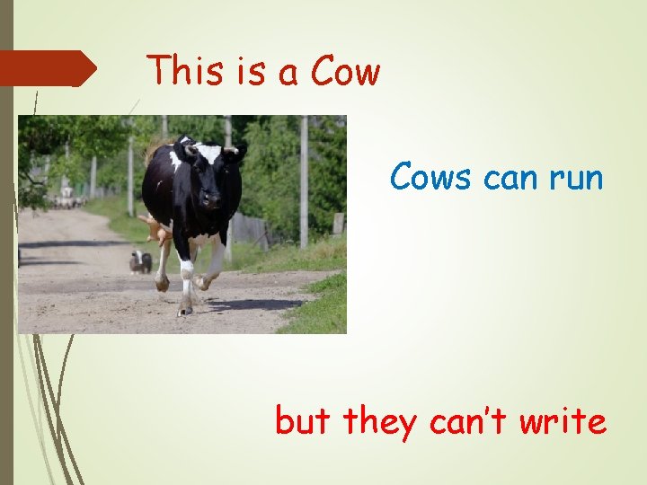 This is a Cows can run but they can’t write 