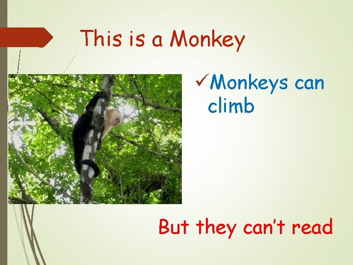 This is a Monkey üMonkeys can climb But they can’t read 