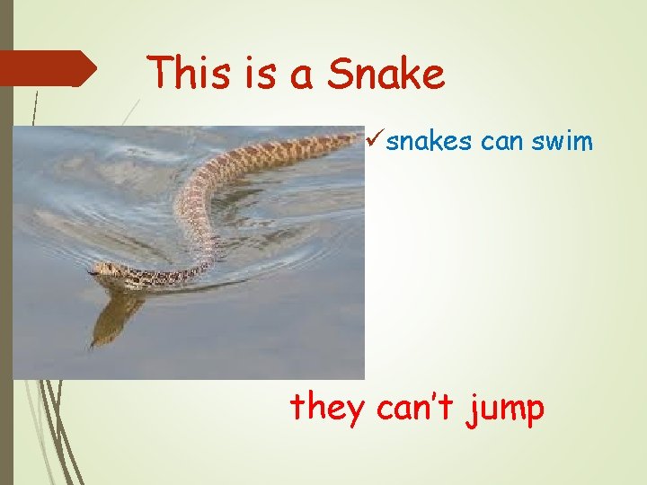 This is a Snake üsnakes can swim they can’t jump 