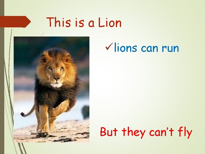 This is a Lion ülions can run But they can’t fly 