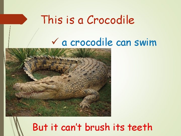 This is a Crocodile ü a crocodile can swim But it can’t brush its