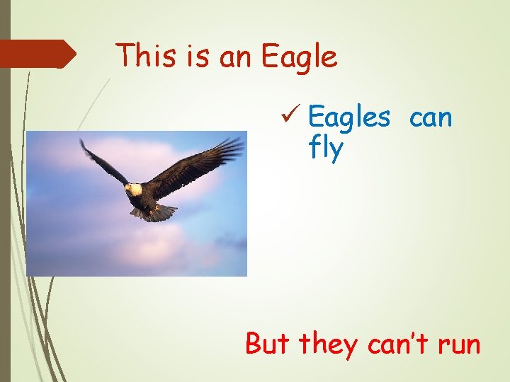 This is an Eagle ü Eagles can fly But they can’t run 