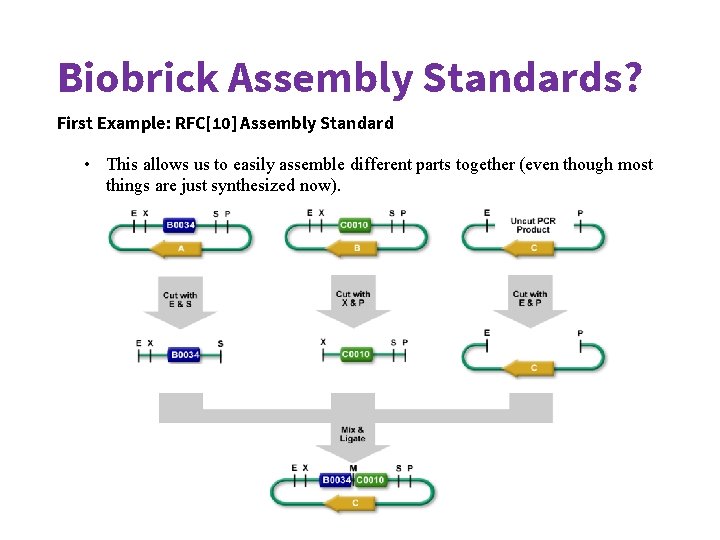 Biobrick Format more 101 May 21 st 2020