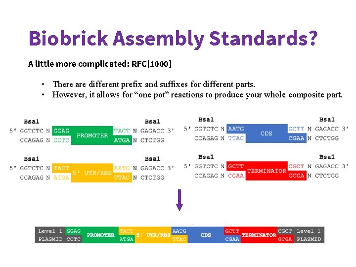 Biobrick Format more 101 May 21 st 2020