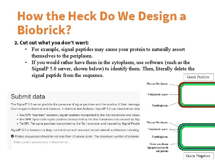 How the Heck Do We Design a Biobrick? 2. Cut out what you don’t