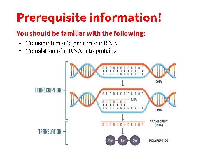 Prerequisite information! You should be familiar with the following: • Transcription of a gene