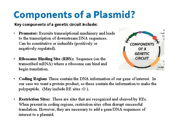 Components of a Plasmid? Key components of a genetic circuit include: • Promoter: Recruits