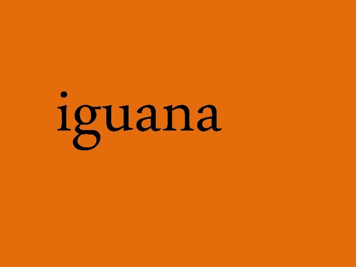 iguana 