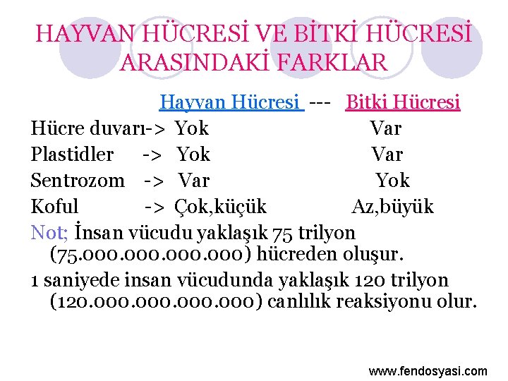 HAYVAN HÜCRESİ VE BİTKİ HÜCRESİ ARASINDAKİ FARKLAR Hayvan Hücresi --- Bitki Hücresi Hücre duvarı->