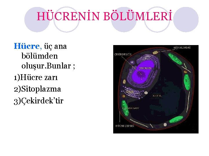 HÜCRENİN BÖLÜMLERİ Hücre, üç ana bölümden oluşur. Bunlar ; 1)Hücre zarı 2)Sitoplazma 3)Çekirdek’tir 