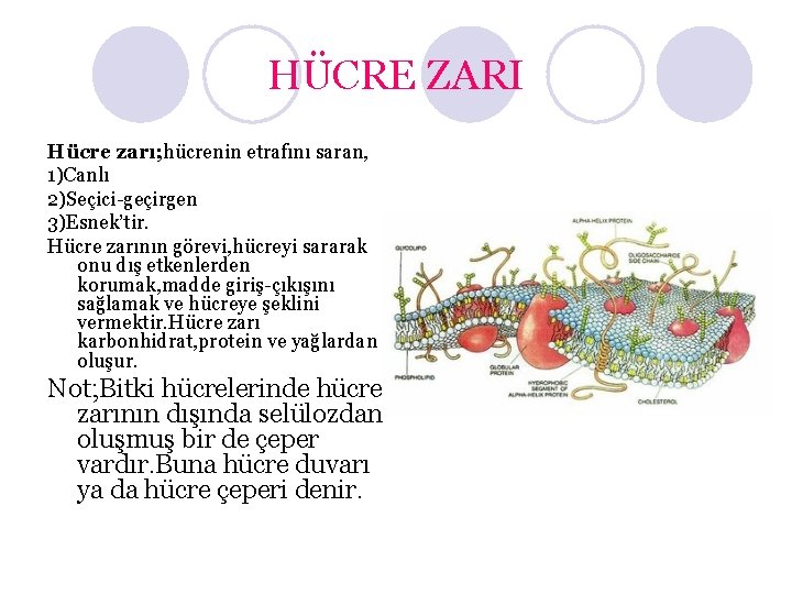 HÜCRE ZARI Hücre zarı; hücrenin etrafını saran, 1)Canlı 2)Seçici-geçirgen 3)Esnek’tir. Hücre zarının görevi, hücreyi