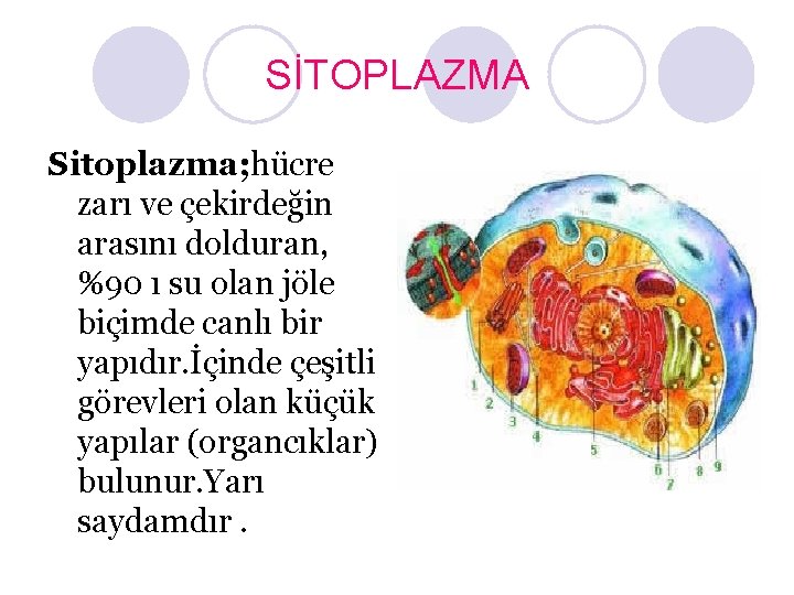 SİTOPLAZMA Sitoplazma; hücre zarı ve çekirdeğin arasını dolduran, %90 ı su olan jöle biçimde