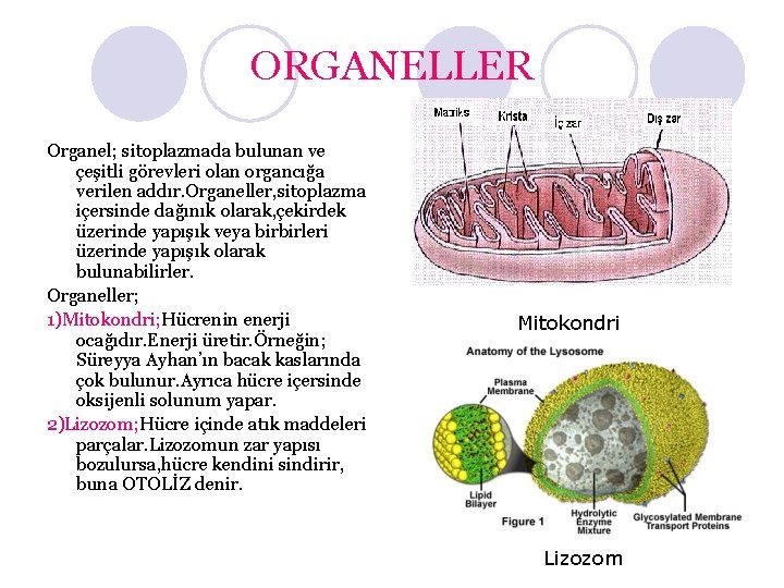 ORGANELLER Organel; sitoplazmada bulunan ve çeşitli görevleri olan organcığa verilen addır. Organeller, sitoplazma içersinde
