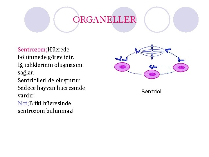 ORGANELLER Sentrozom; Hücrede bölünmede görevlidir. İğ ipliklerinin oluşmasını sağlar. Sentriolleri de oluşturur. Sadece hayvan
