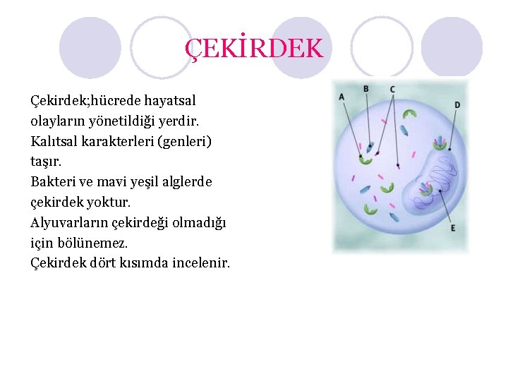 ÇEKİRDEK Çekirdek; hücrede hayatsal olayların yönetildiği yerdir. Kalıtsal karakterleri (genleri) taşır. Bakteri ve mavi