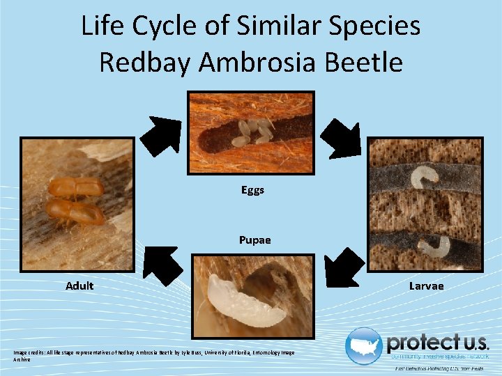 Life Cycle of Similar Species Redbay Ambrosia Beetle Eggs Pupae Adult Image credits: All