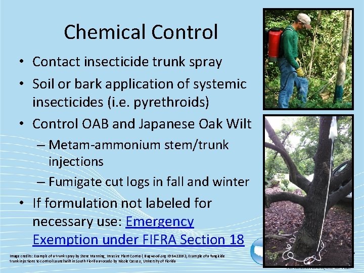 Chemical Control • Contact insecticide trunk spray • Soil or bark application of systemic