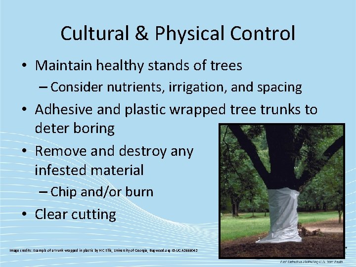 Cultural & Physical Control • Maintain healthy stands of trees – Consider nutrients, irrigation,