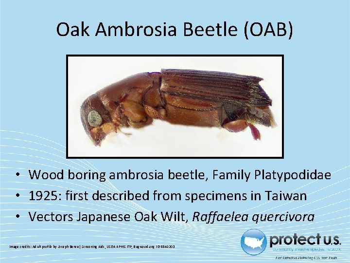 Oak Ambrosia Beetle (OAB) • Wood boring ambrosia beetle, Family Platypodidae • 1925: first