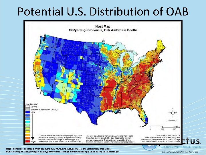 Potential U. S. Distribution of OAB Image credits: Host Risk Map for Platypus quercivorus