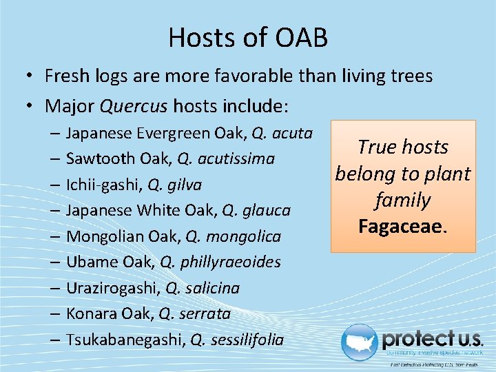 Hosts of OAB • Fresh logs are more favorable than living trees • Major