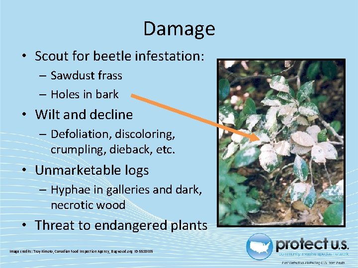 Damage • Scout for beetle infestation: – Sawdust frass – Holes in bark •