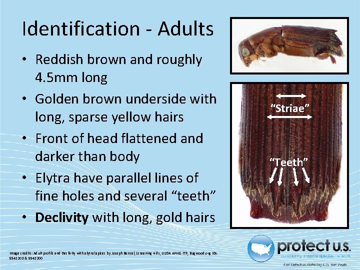 Identification - Adults • Reddish brown and roughly 4. 5 mm long • Golden