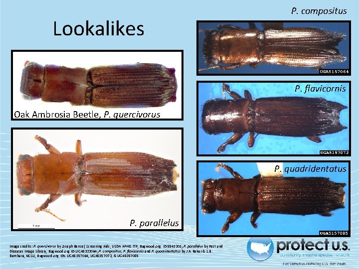 Lookalikes P. compositus P. flavicornis Oak Ambrosia Beetle, P. quercivorus P. quadridentatus P. parallelus