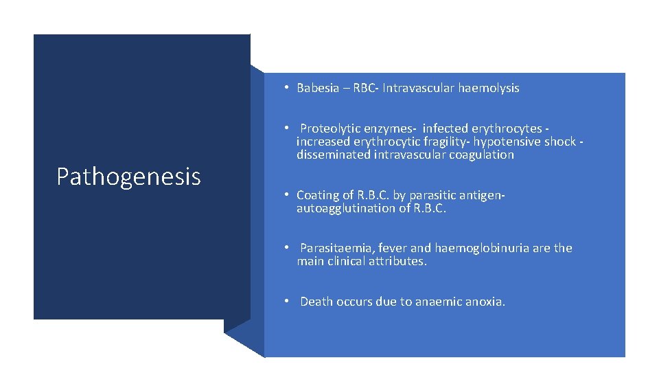  • Babesia – RBC- Intravascular haemolysis Pathogenesis • Proteolytic enzymes- infected erythrocytes -