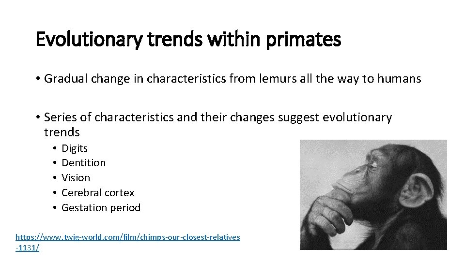 Evolutionary trends within primates • Gradual change in characteristics from lemurs all the way