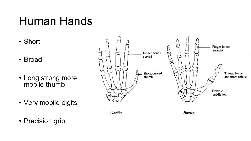 Human Hands • Short • Broad • Long strong more mobile thumb • Very