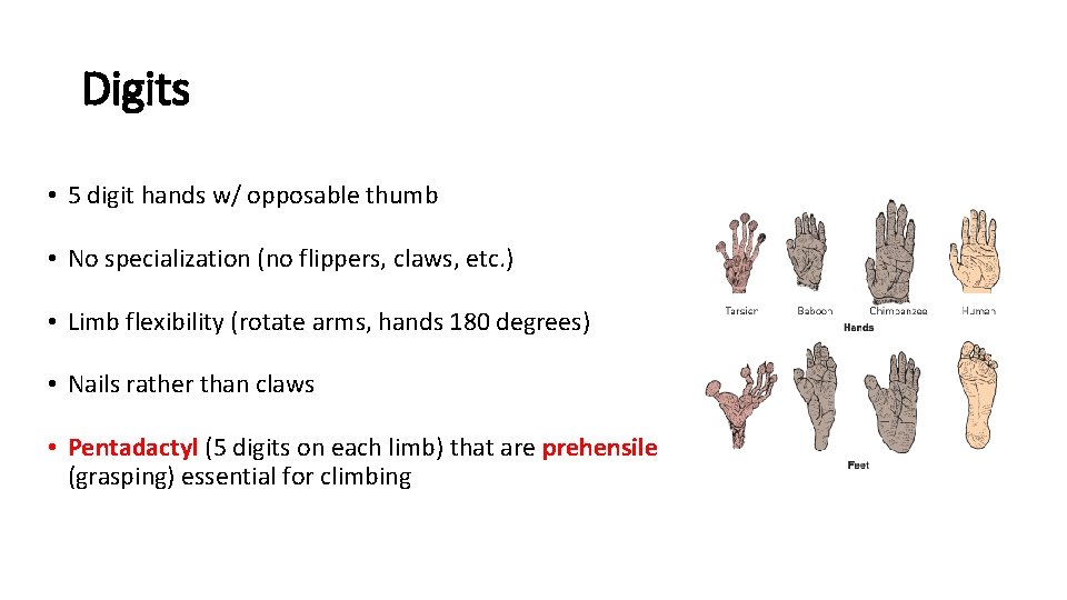 Digits • 5 digit hands w/ opposable thumb • No specialization (no flippers, claws,