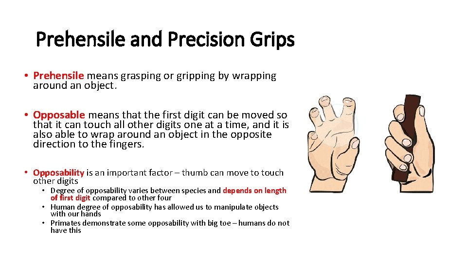 Prehensile and Precision Grips • Prehensile means grasping or gripping by wrapping around an