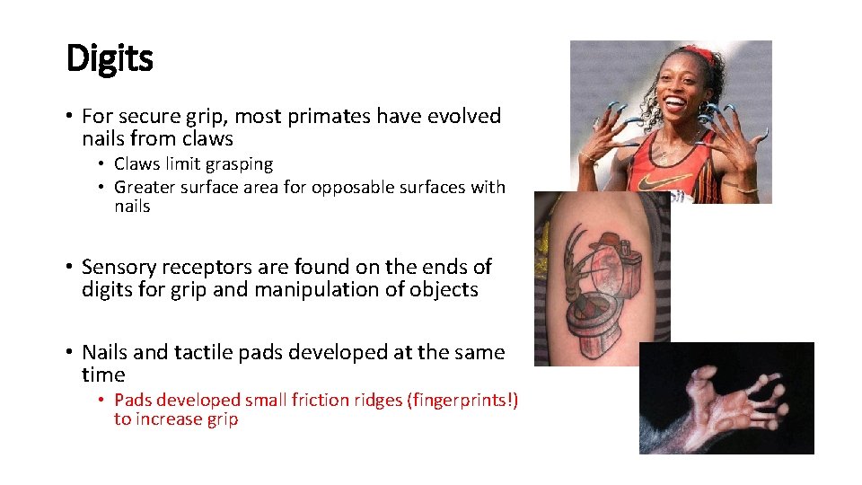 Digits • For secure grip, most primates have evolved nails from claws • Claws
