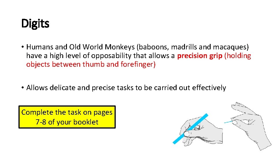 Digits • Humans and Old World Monkeys (baboons, madrills and macaques) have a high