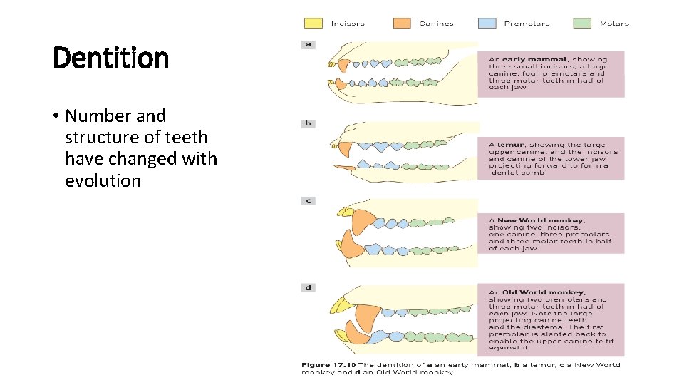 Dentition • Number and structure of teeth have changed with evolution 