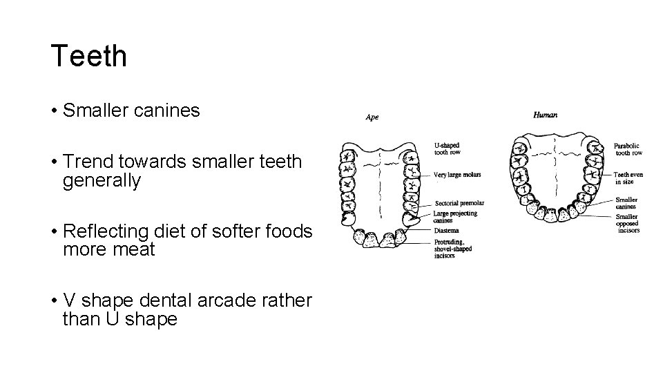 Teeth • Smaller canines • Trend towards smaller teeth generally • Reflecting diet of