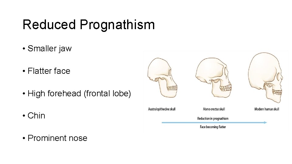 Reduced Prognathism • Smaller jaw • Flatter face • High forehead (frontal lobe) •