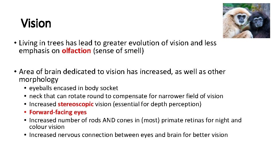 Vision • Living in trees has lead to greater evolution of vision and less