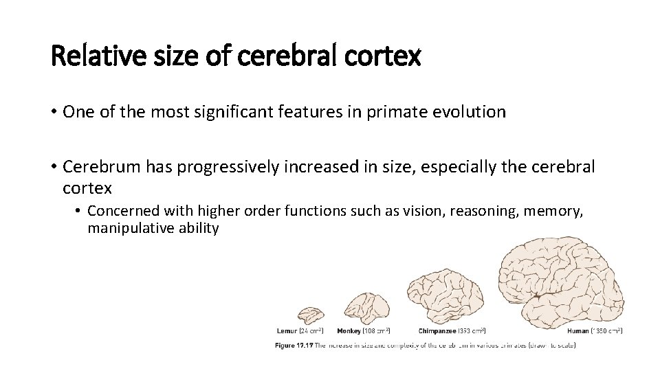 Relative size of cerebral cortex • One of the most significant features in primate